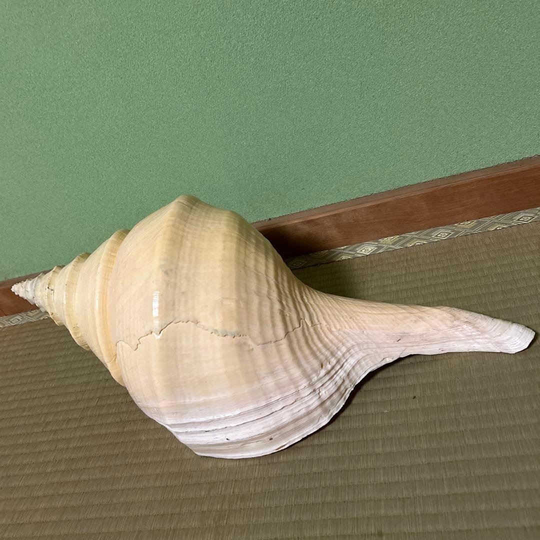 レア貝　最大　法螺貝　アラフラオオニシ貝　貝殻長約５４センチ殻径約７１センチ