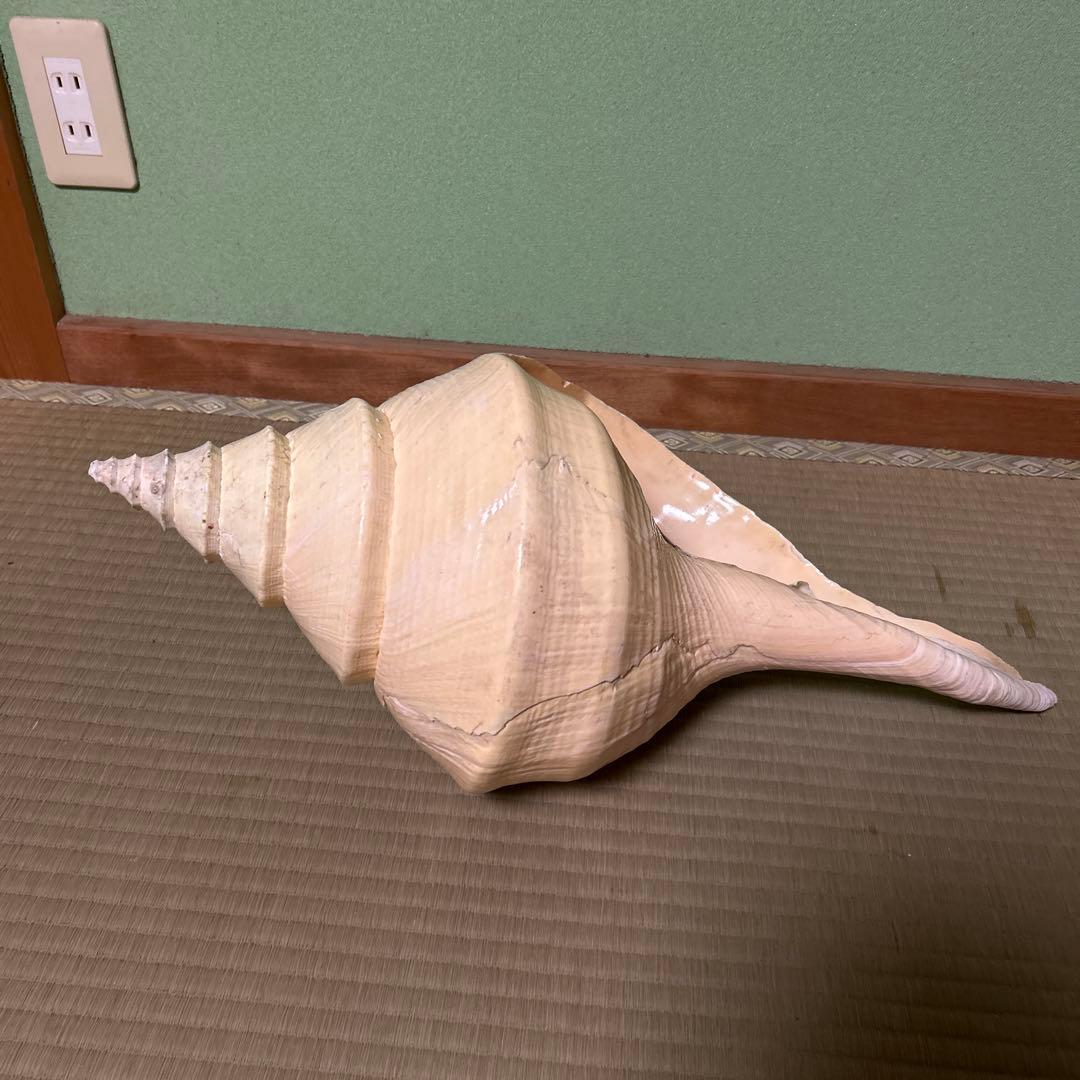 レア貝　最大　法螺貝　アラフラオオニシ貝　貝殻長約５４センチ殻径約７１センチ