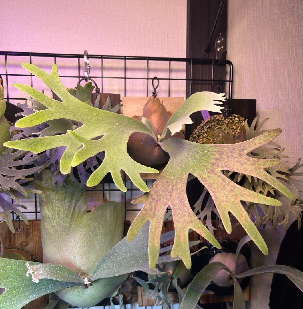 celso tatsuta OC 中株 セルソ タツタ