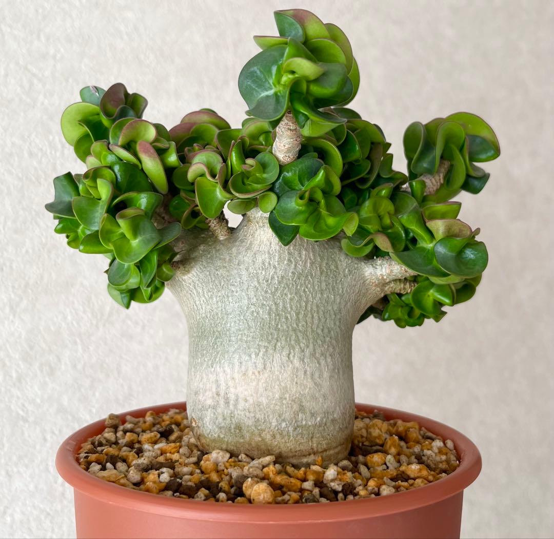 【激レア/獅子葉/アデニウム/極美】ドーセットホーン アデニウム 鉢植え①