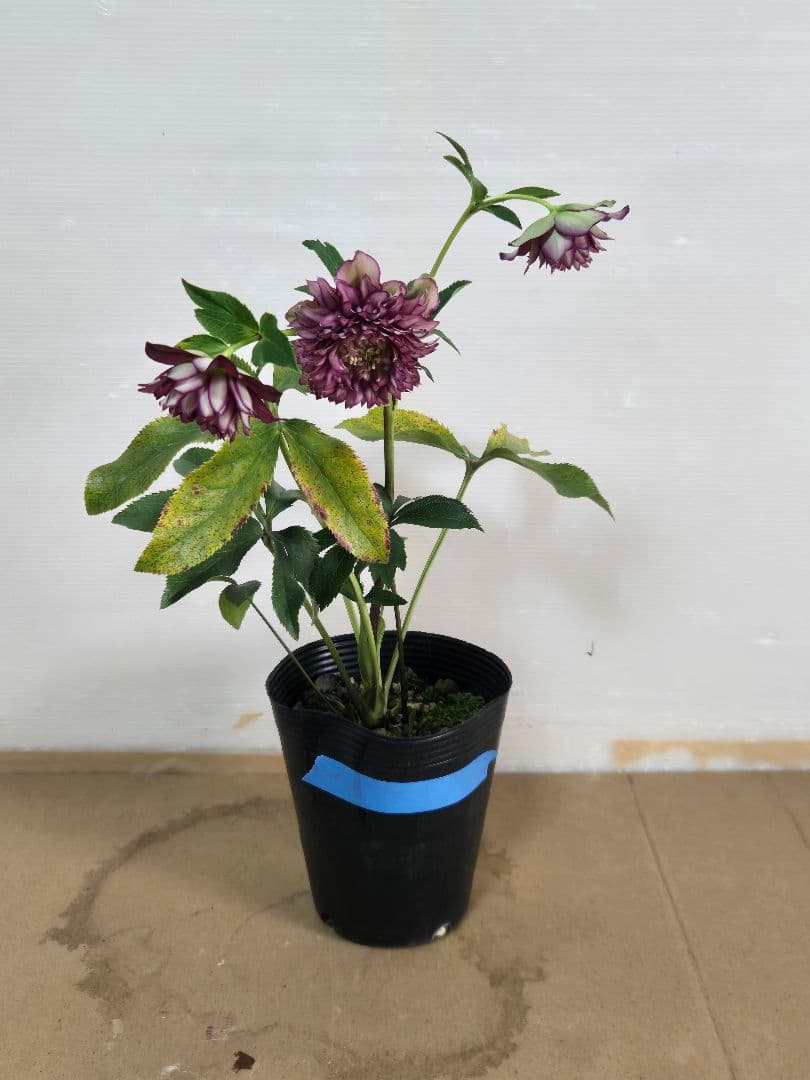 ☆クリスマスローズ☆多弁　変わり咲き☆4.5号鉢☆