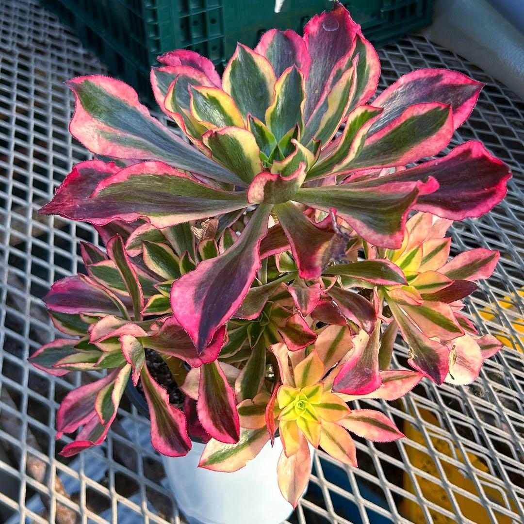 多肉植物アエオニウム錦　人気　ゴースト　魅影　抜き苗　特大群生苗