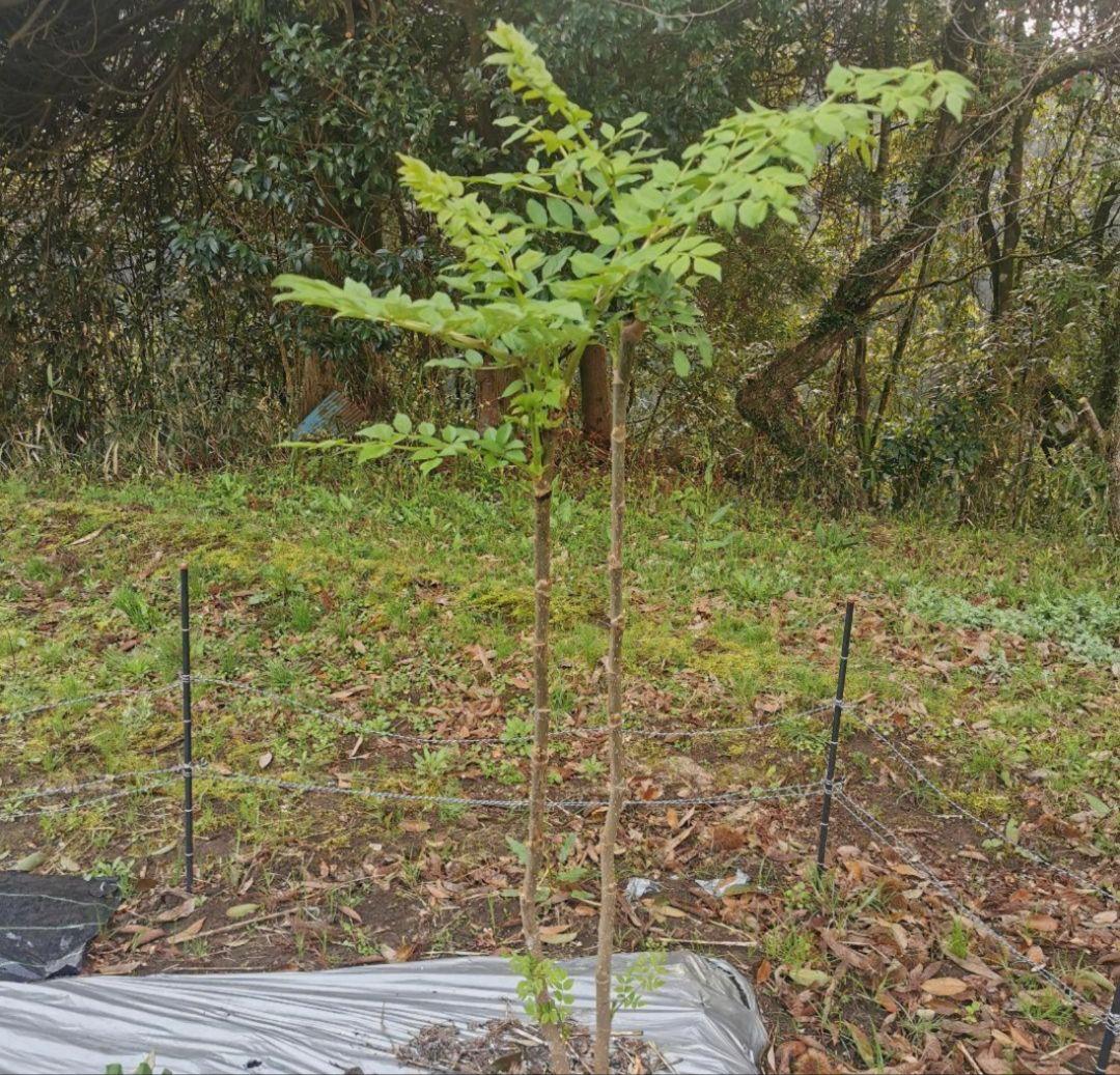 ※超超特盛大量割引※最後まで読むとプレゼント　熊本県阿蘇産棘なしタラの根800本