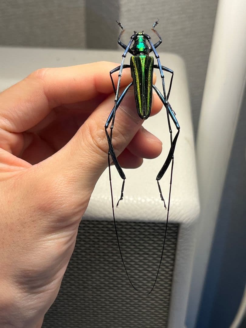 【40mm】アオカミキリの仲間 Chloridolum klaesii？ 標本