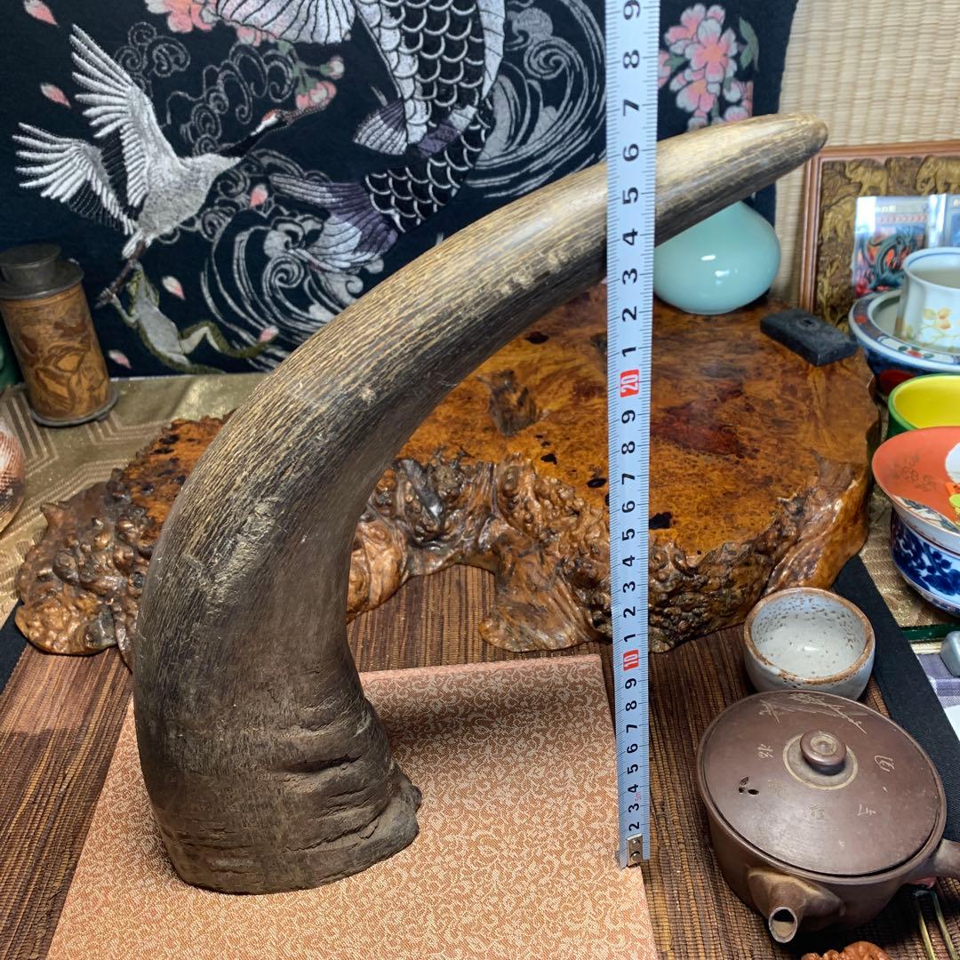 に*ょ様 稀少牛の角置物