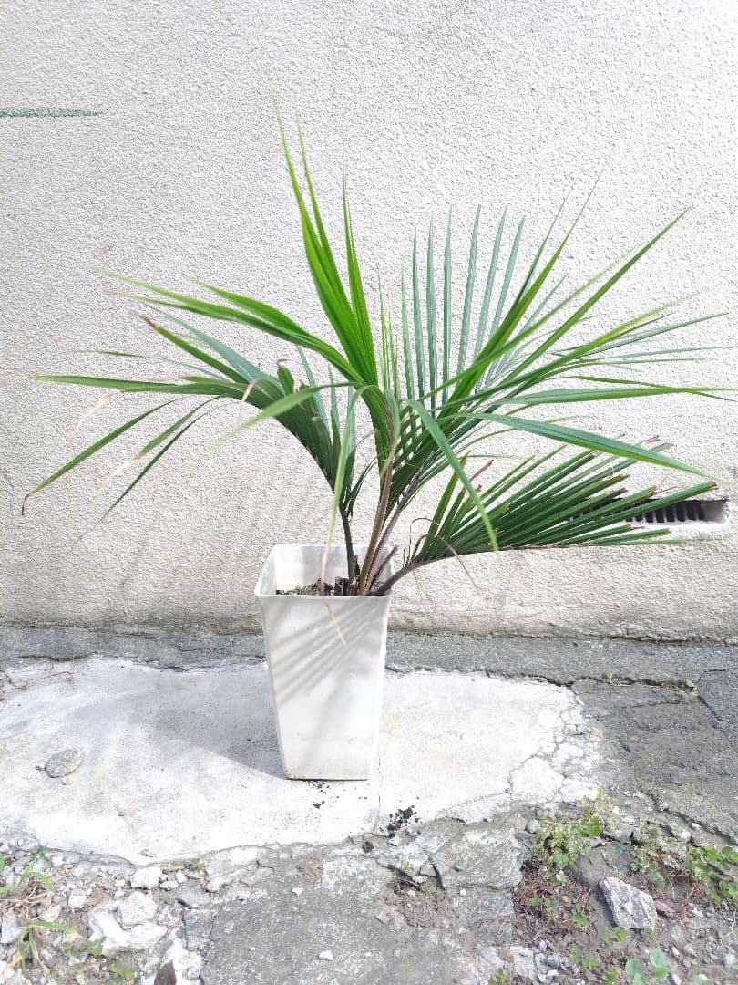 シアッツ　Rhopalostylis sapida　ニカウヤシ