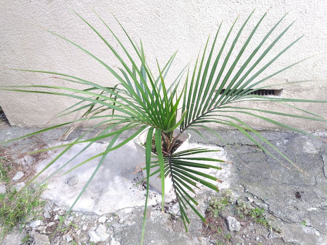 シアッツ　Rhopalostylis sapida　ニカウヤシ