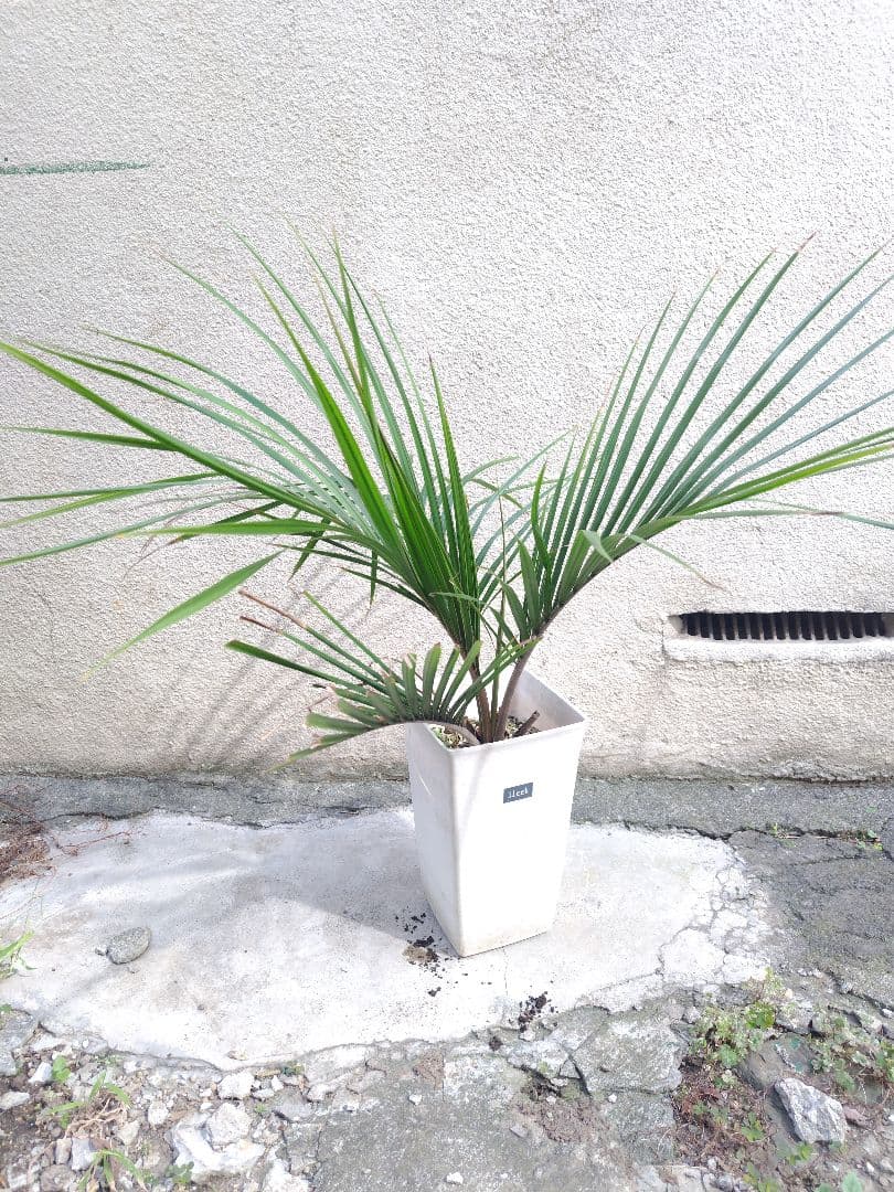 シアッツ　Rhopalostylis sapida　ニカウヤシ