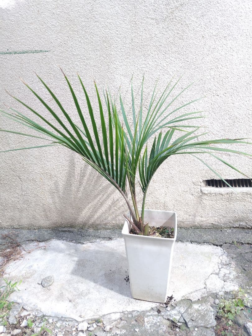 シアッツ　Rhopalostylis sapida　ニカウヤシ