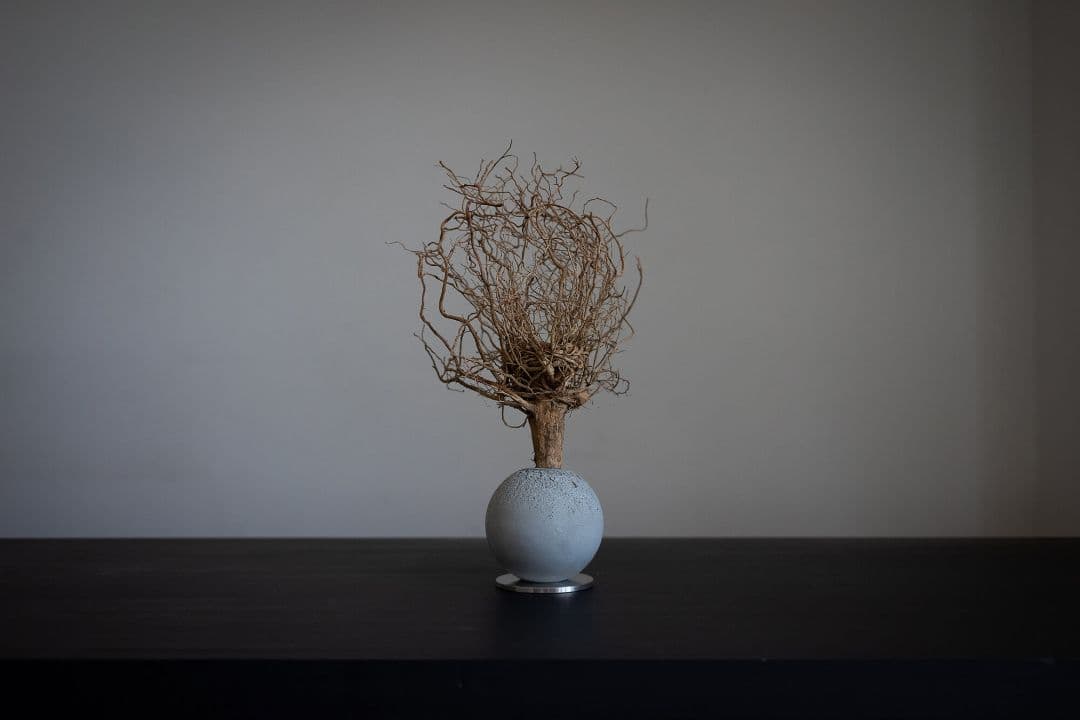 百貨店■2.7万円■観葉植物 オブジェ■KON by BULBOUS■MOTON