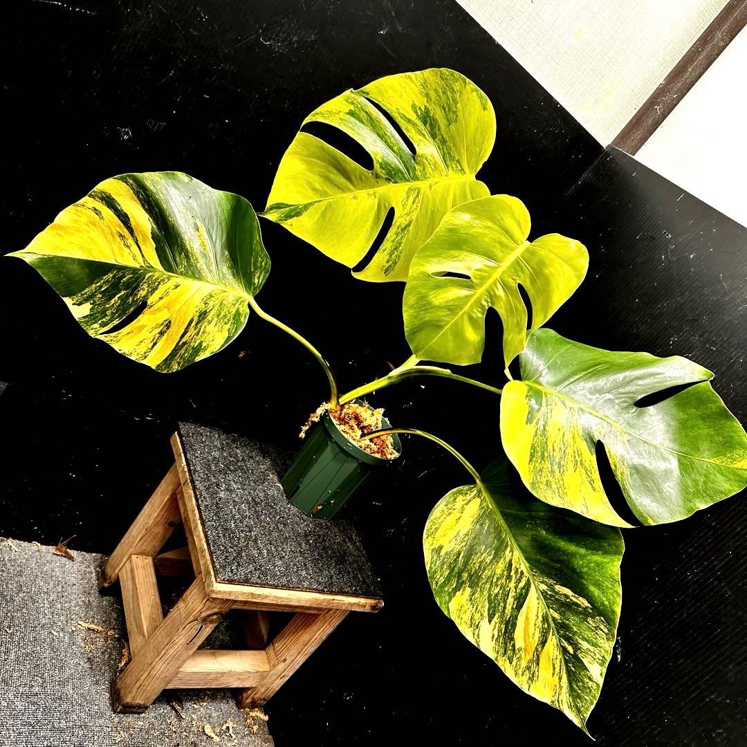 ☆*☆様 斑入りモンステラボルシギアナオーレア黄斑56㎝鉢植え/検索→イエローマ