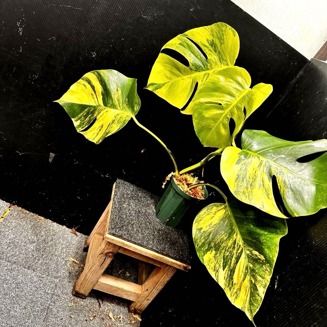 ☆*☆様 斑入りモンステラボルシギアナオーレア黄斑56㎝鉢植え/検索→イエローマ