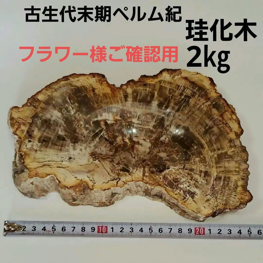 ブラジル産 珪化木 天然石 古生代末期ペルム紀 原石 植物 化石