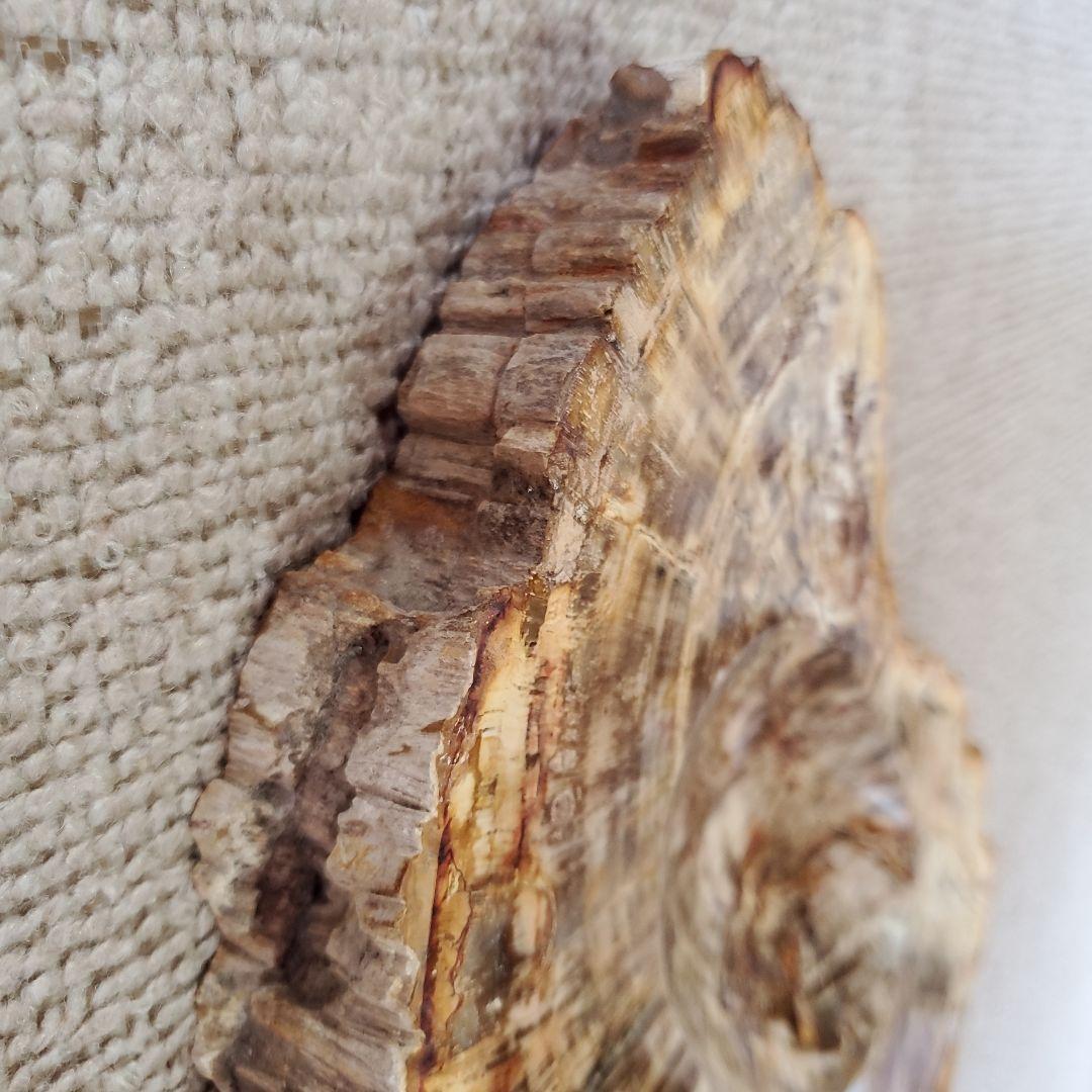 ブラジル産 珪化木 天然石 古生代末期ペルム紀 原石 植物 化石