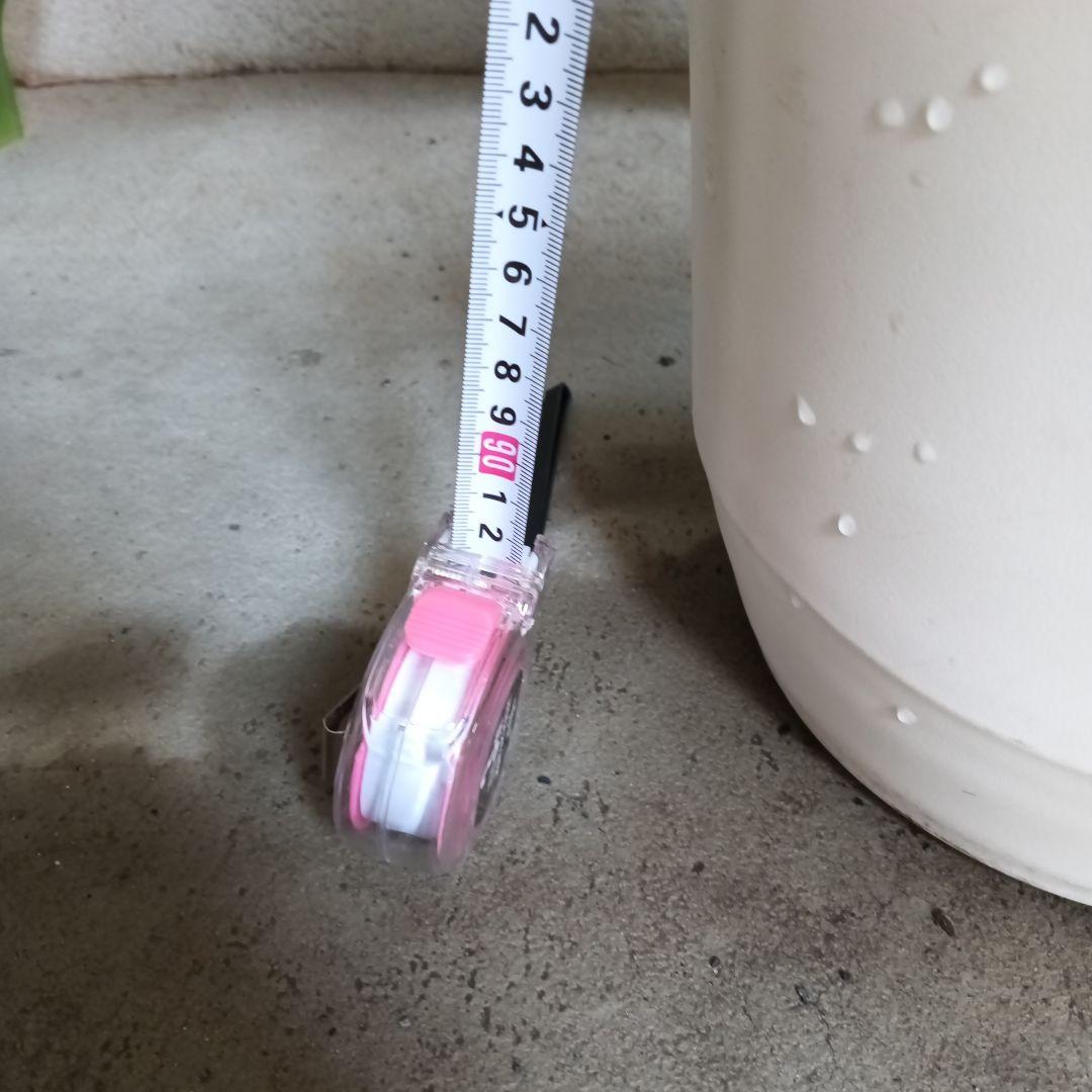 観葉植物 ストライプ模様の葉　幸福の木　ドラセナ　マッサンゲアナ