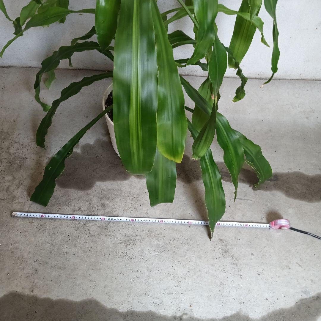 観葉植物 ストライプ模様の葉　幸福の木　ドラセナ　マッサンゲアナ