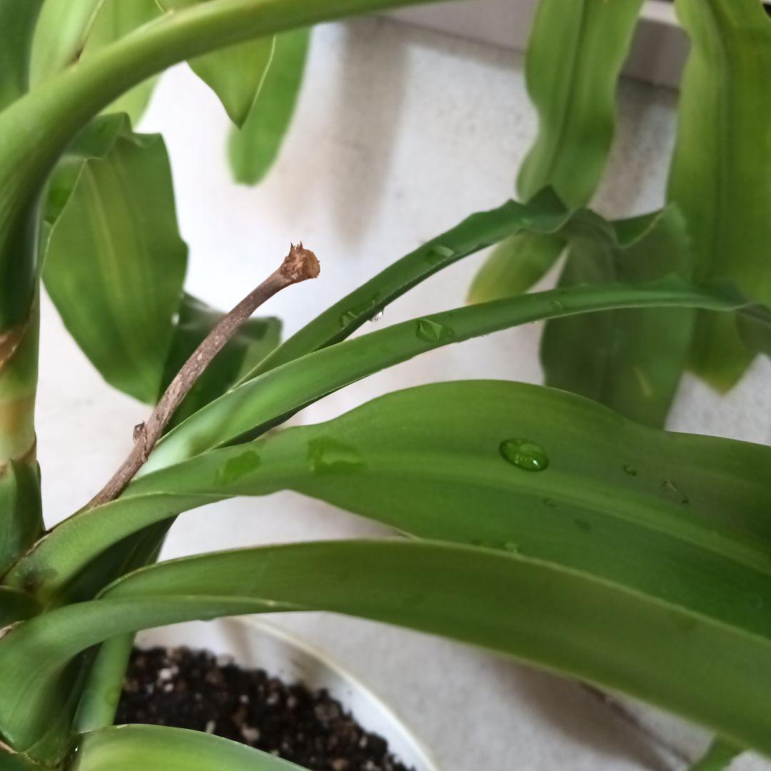 観葉植物 ストライプ模様の葉　幸福の木　ドラセナ　マッサンゲアナ