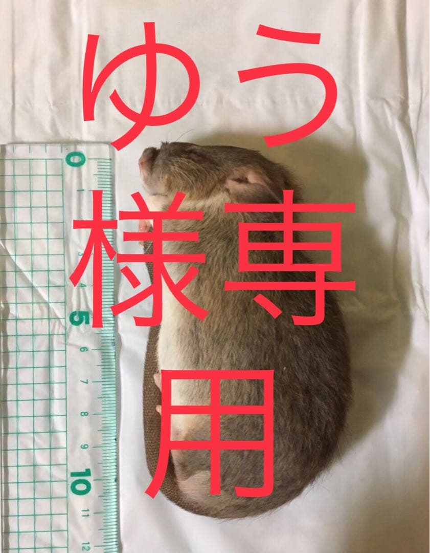 冷凍PS30 PL40 S10 ML40