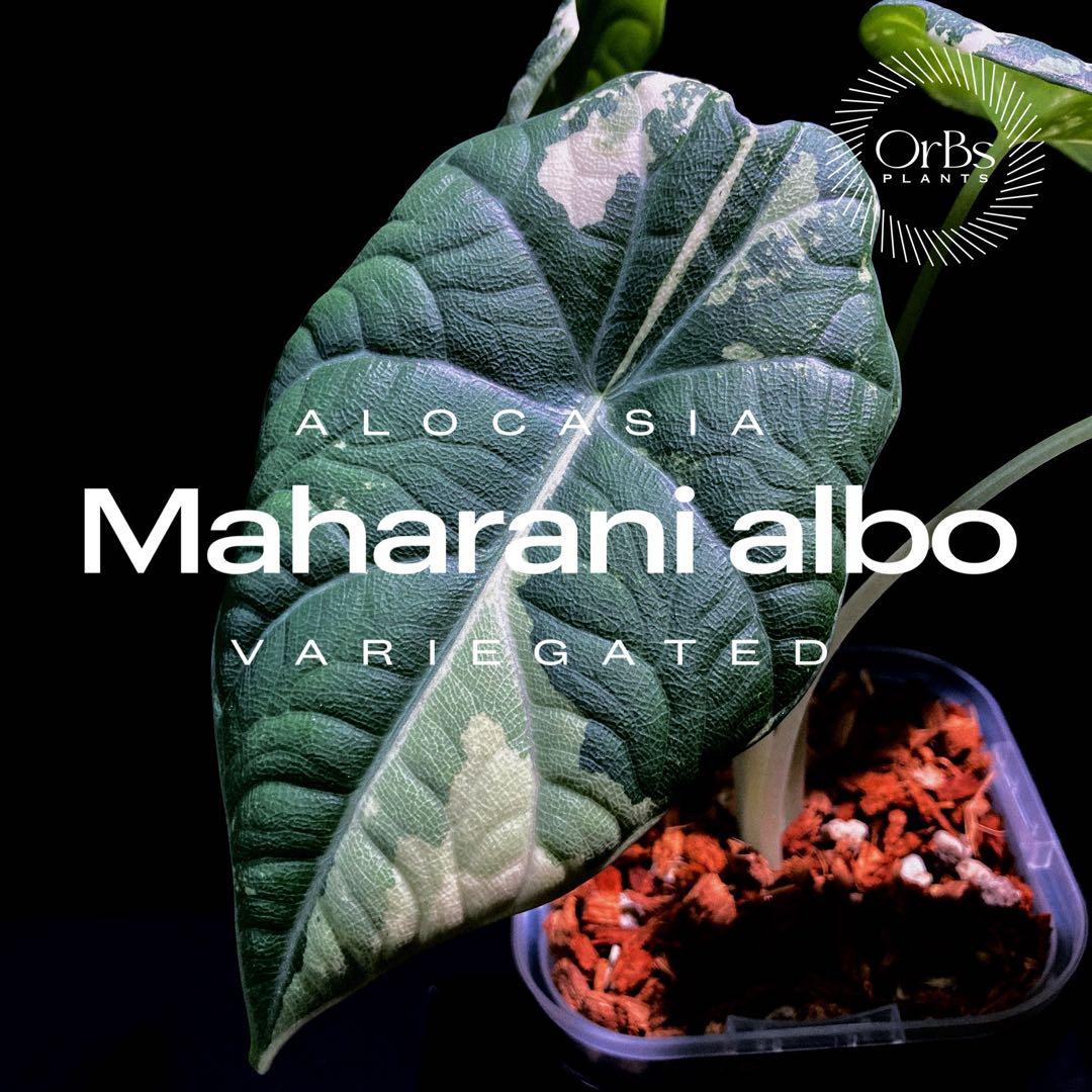 【特価出品】アロカシア マハラニ アルボ斑入り ヴァリエガータ ※鉢のまま発送