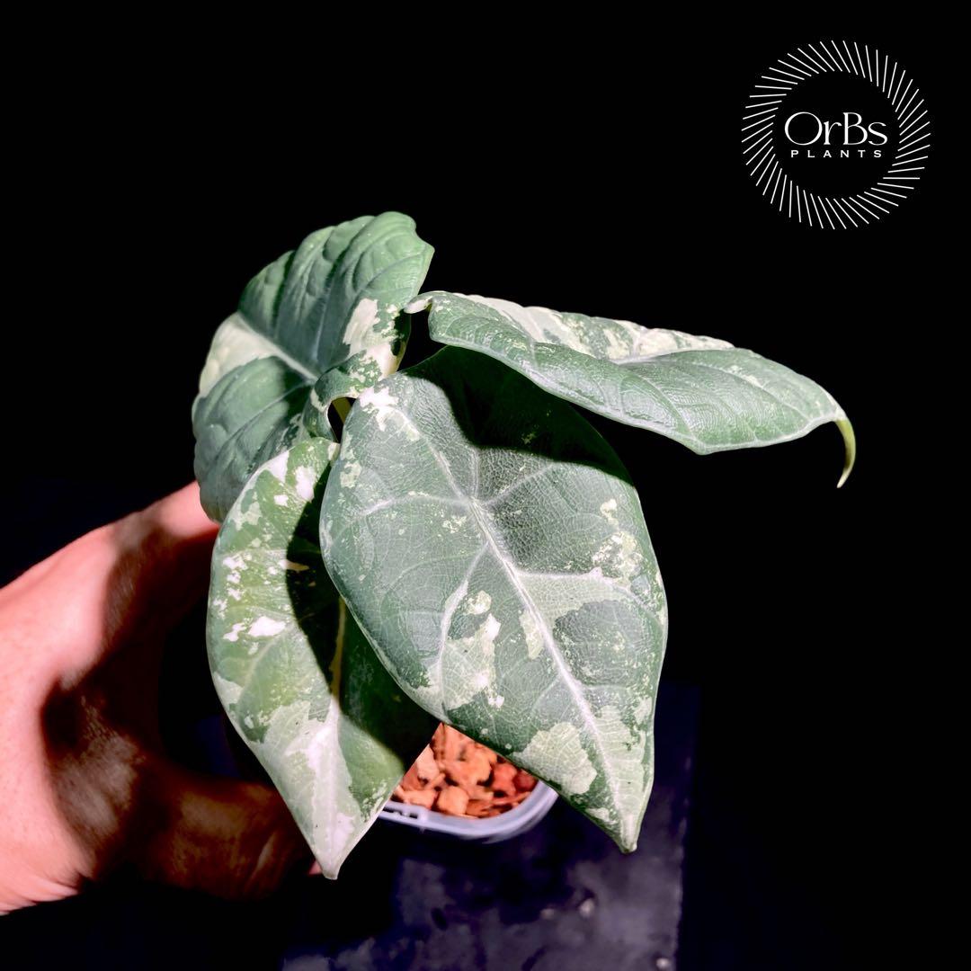 【特価出品】アロカシア マハラニ アルボ斑入り ヴァリエガータ ※鉢のまま発送