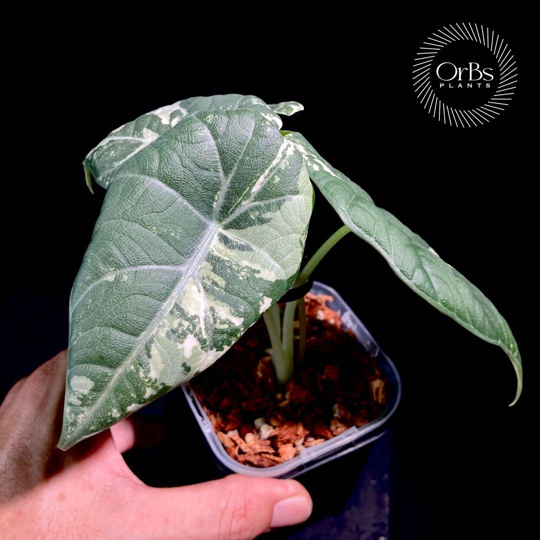 【特価出品】アロカシア マハラニ アルボ斑入り ヴァリエガータ ※鉢のまま発送