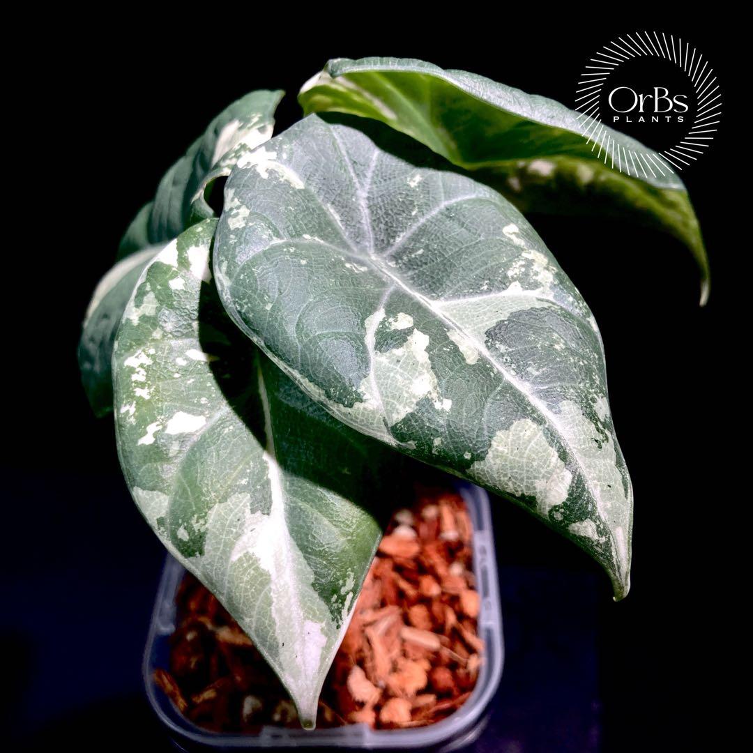 【特価出品】アロカシア マハラニ アルボ斑入り ヴァリエガータ ※鉢のまま発送