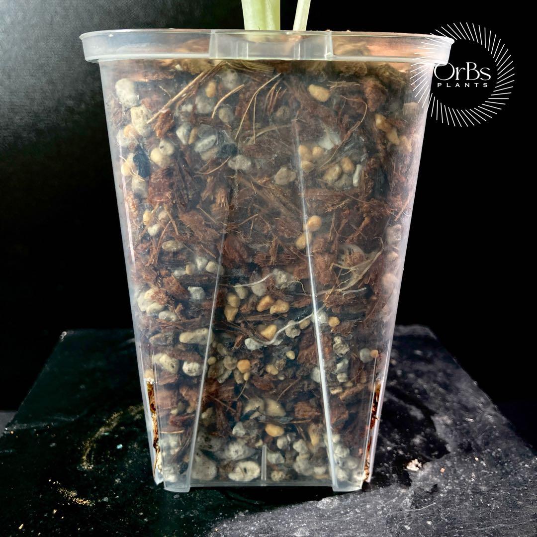 【特価出品】アロカシア マハラニ アルボ斑入り ヴァリエガータ ※鉢のまま発送