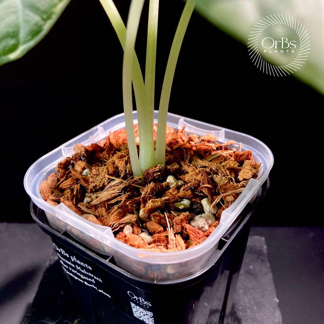 【特価出品】アロカシア マハラニ アルボ斑入り ヴァリエガータ ※鉢のまま発送