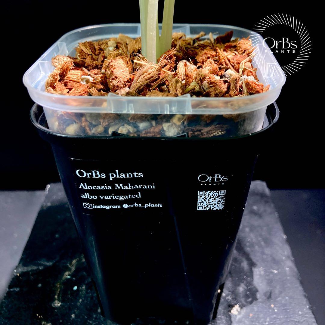 【特価出品】アロカシア マハラニ アルボ斑入り ヴァリエガータ ※鉢のまま発送