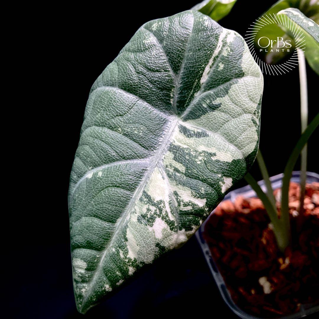 【特価出品】アロカシア マハラニ アルボ斑入り ヴァリエガータ ※鉢のまま発送