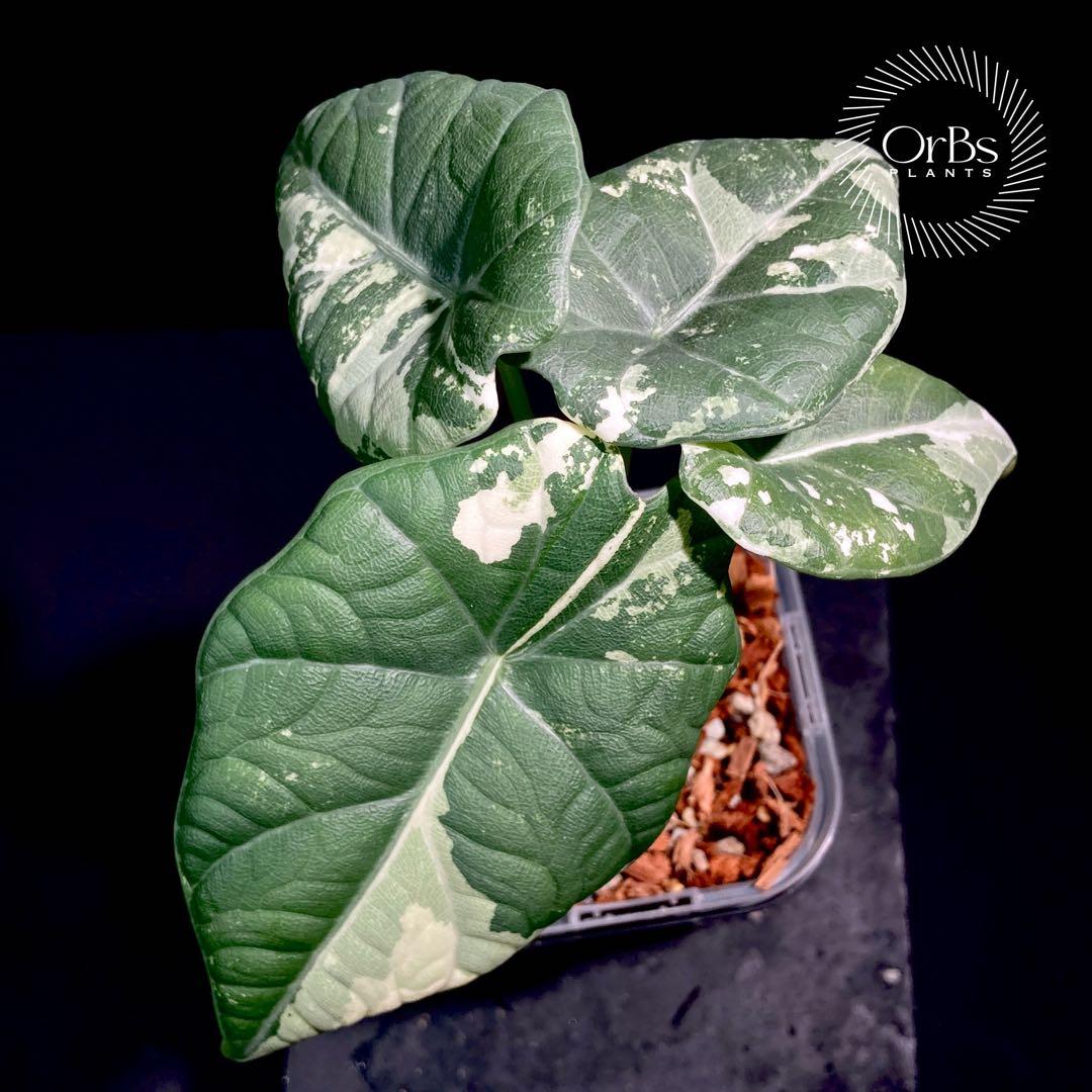 【特価出品】アロカシア マハラニ アルボ斑入り ヴァリエガータ ※鉢のまま発送