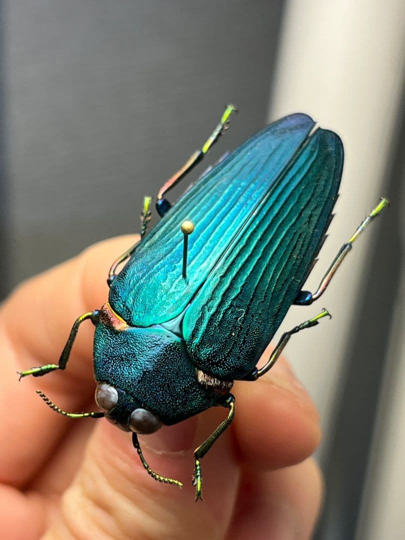 【極美碧】レスプレンデンスオウサマカドアカタマムシ 昆虫標本 スハンダエ