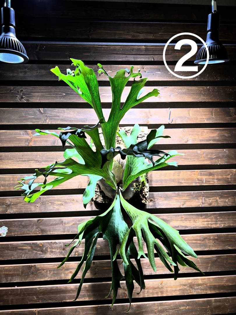 P.Hillii .Dragon OC②| ヒリー　ドラゴン　板付