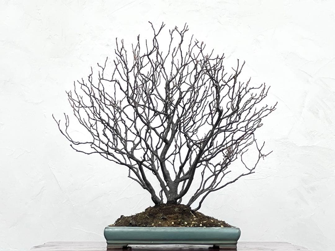 三河盆栽　ヒメズイナ　盆栽