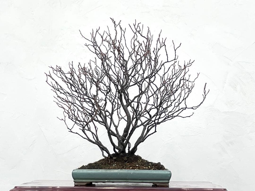 三河盆栽　ヒメズイナ　盆栽