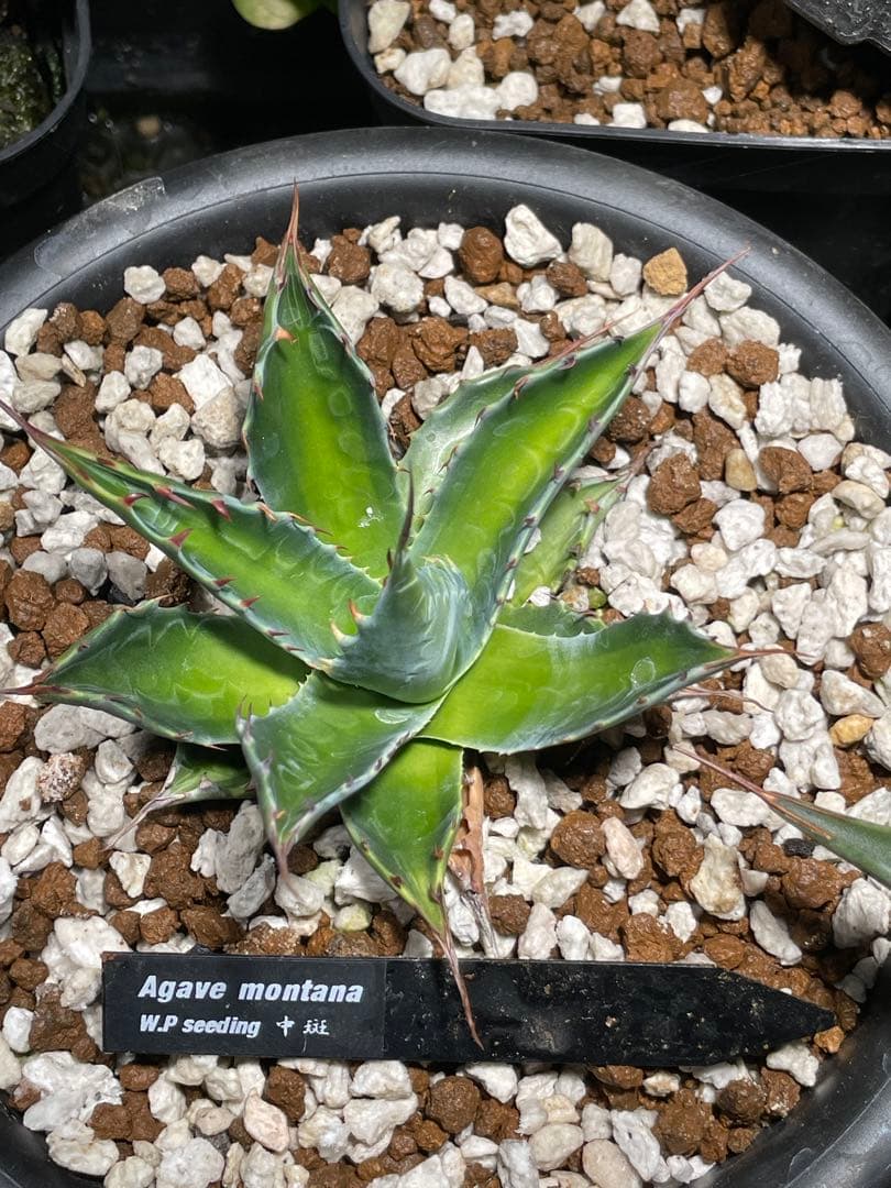 アガベ モンタナ 中斑 検) オリザバ トランカータ 斑入り