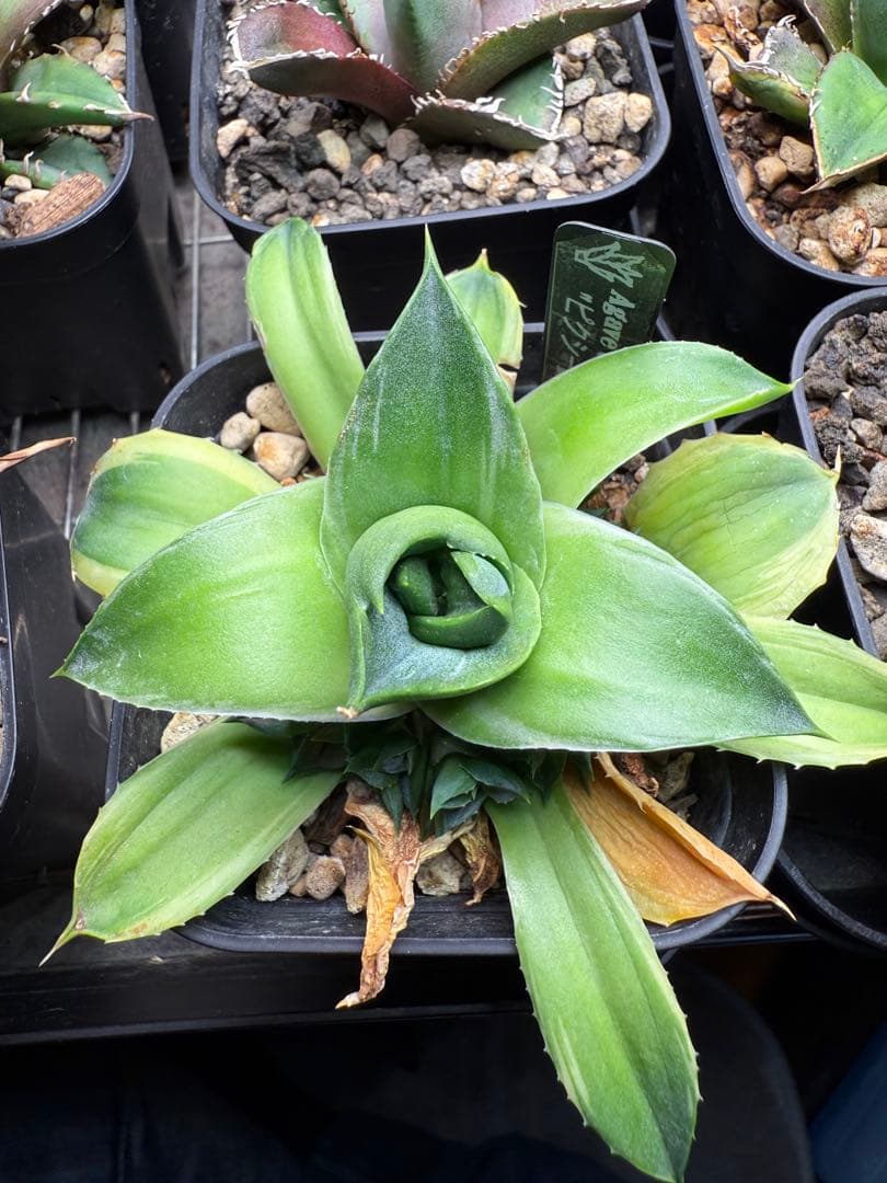 アガベ ティンカーベル ピクシー 錦 子株沢山付き