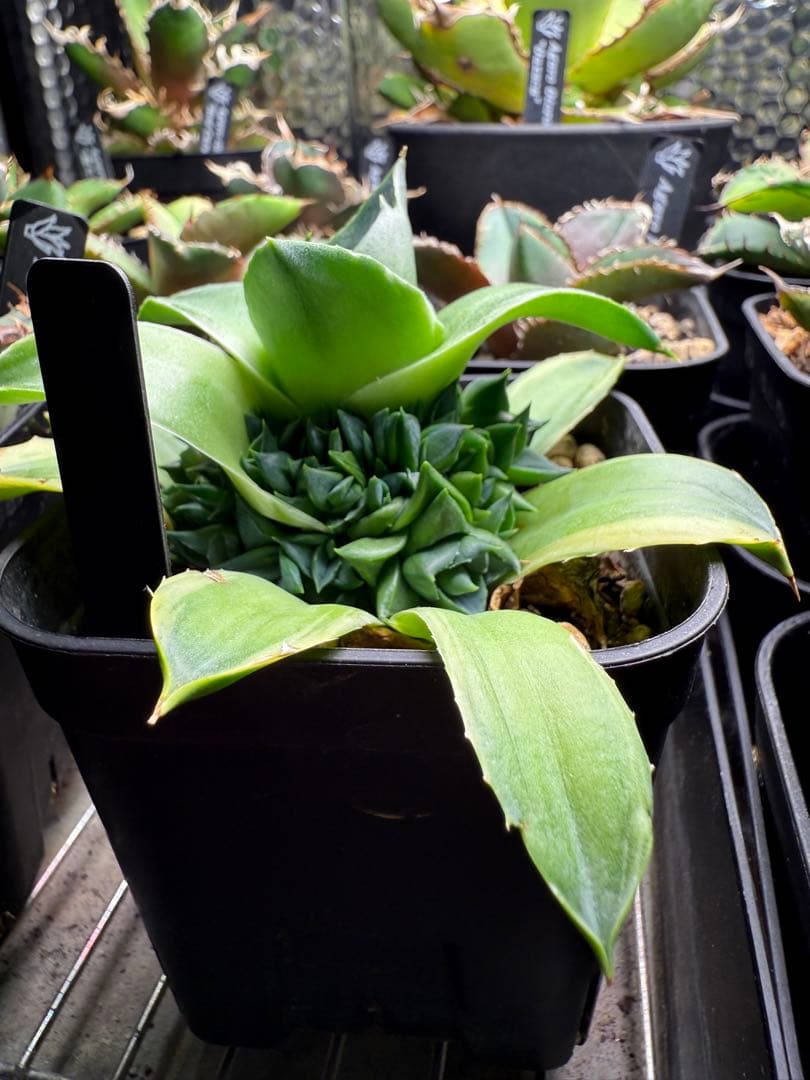 アガベ ティンカーベル ピクシー 錦 子株沢山付き