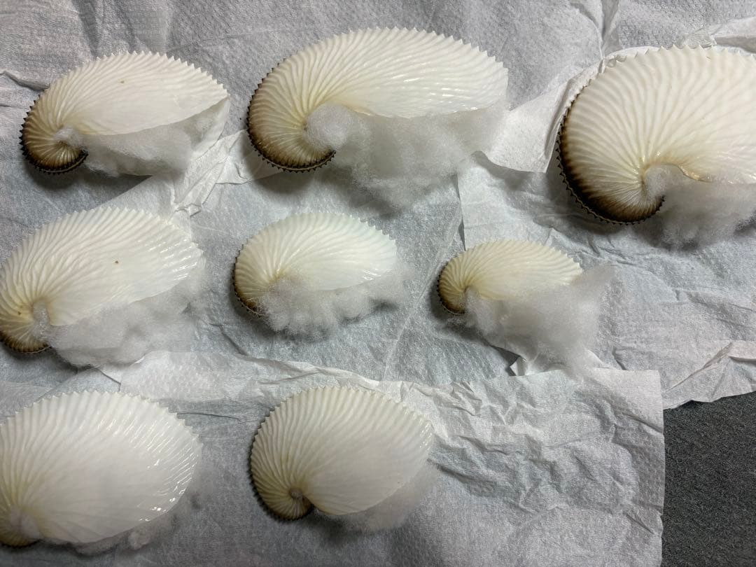 アオイガイ　8個セット