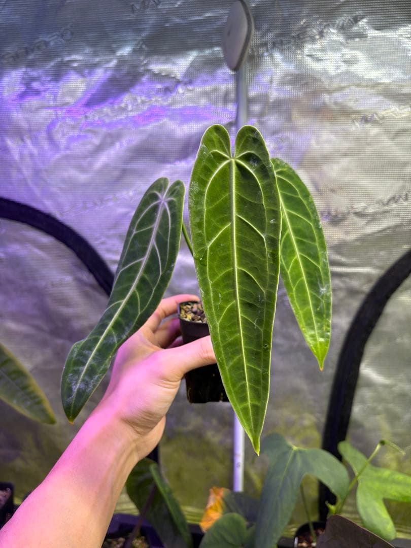 その他観葉植物 Anthurium warocqueanum