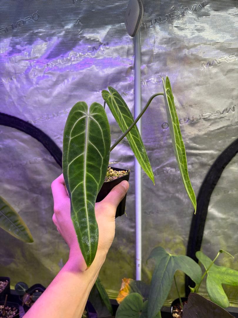 その他観葉植物 Anthurium warocqueanum