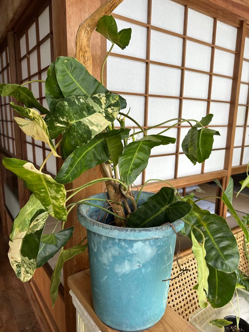 Philodendron Burle Marx Var フィロデンドロン斑入り