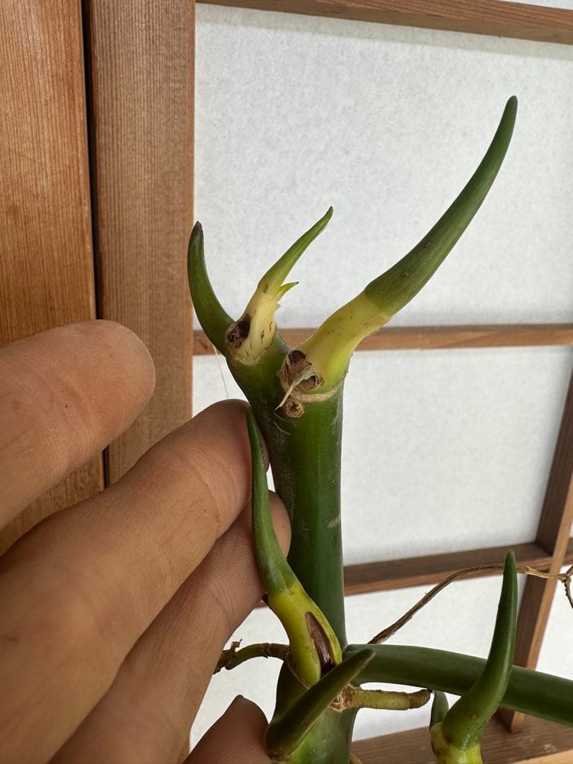 Philodendron Burle Marx Var フィロデンドロン斑入り