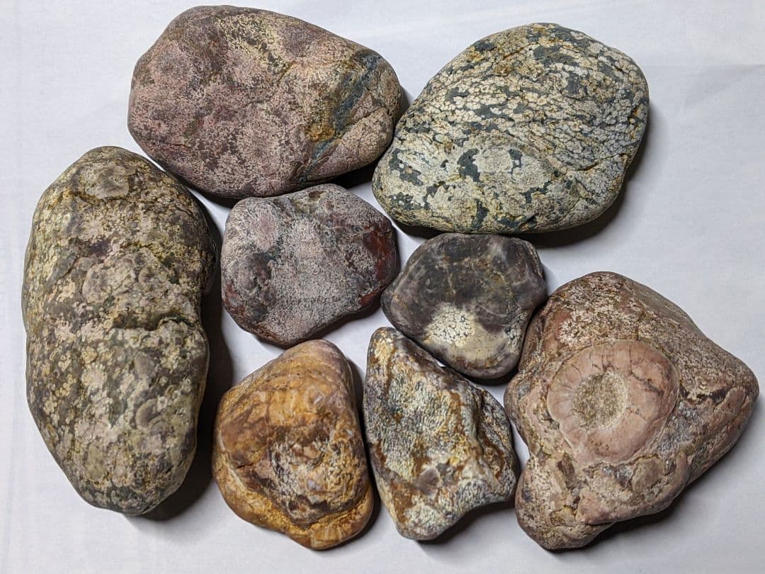 （269）越前海岸の紋石、美石たち③（参考）