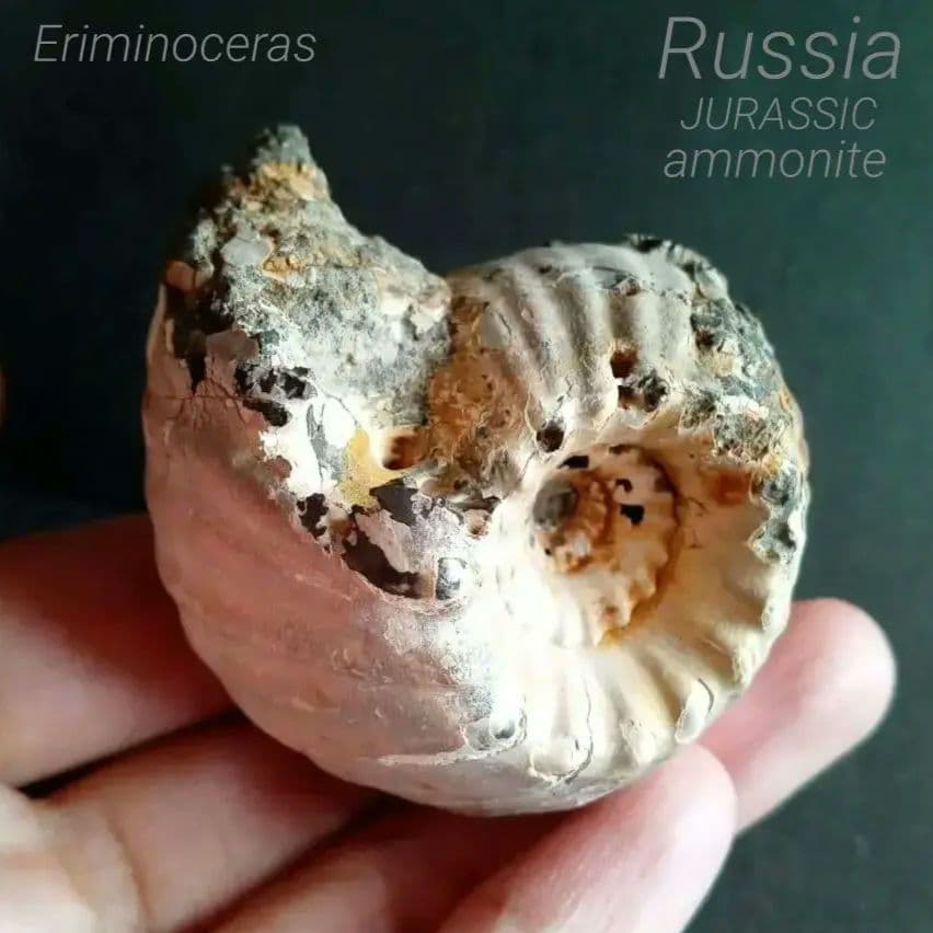 化石　標本　アンモナイト　極厚　希少種