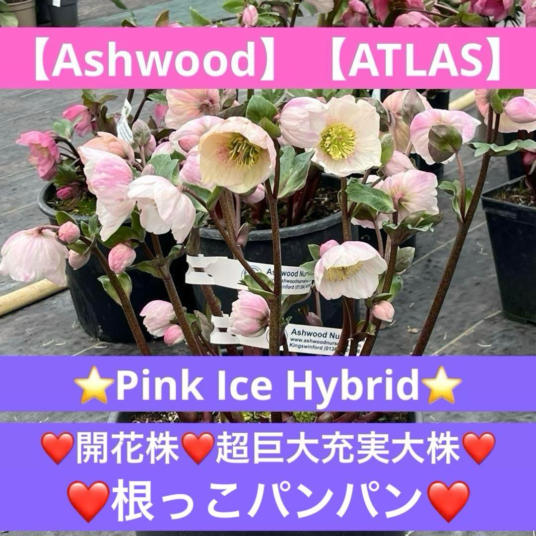 ✱*✱様 ❤️開花株❤️897Ash【ATLAS】超巨大充実❤️超大株❤️根パン