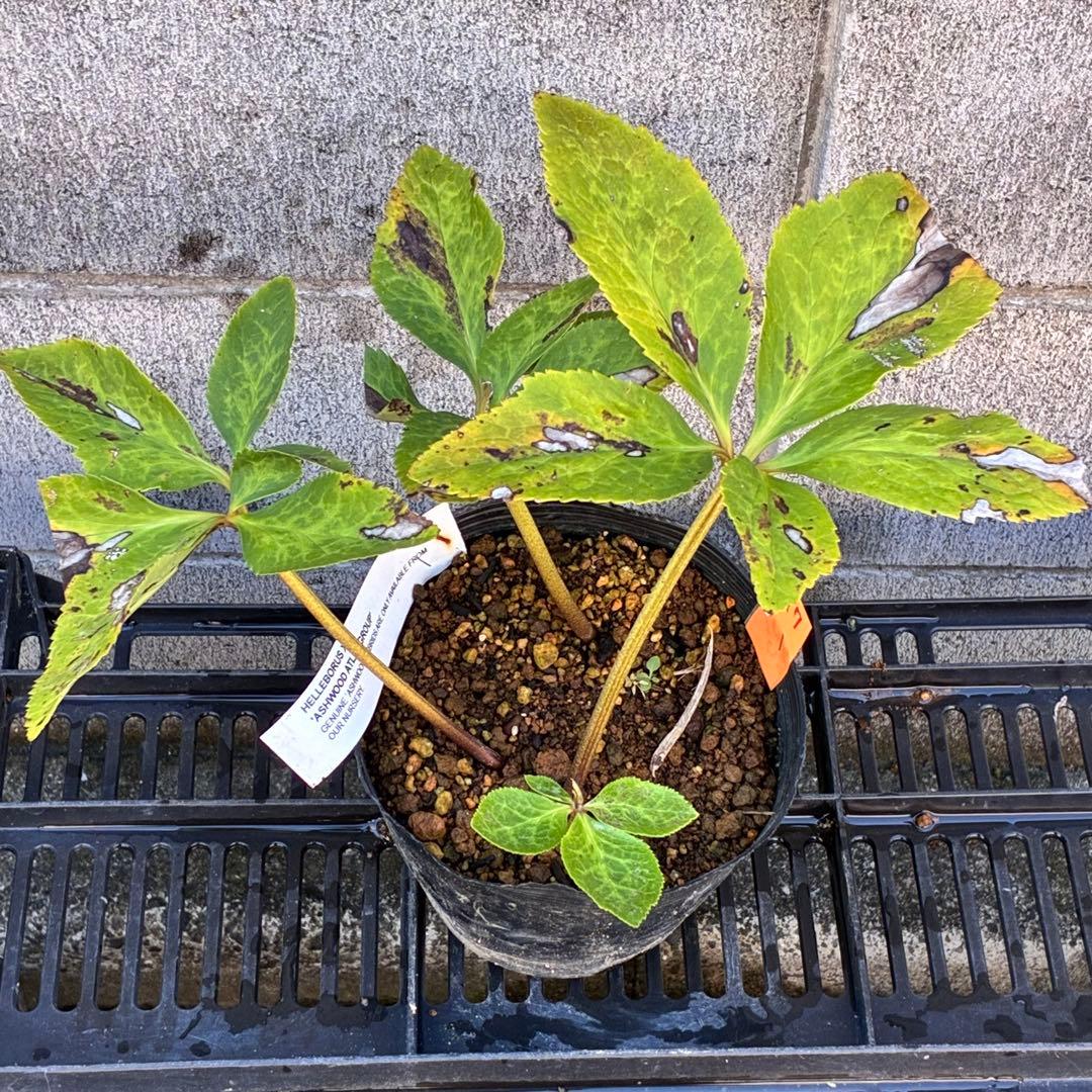 ✱*✱様 ❤️開花株❤️897Ash【ATLAS】超巨大充実❤️超大株❤️根パン