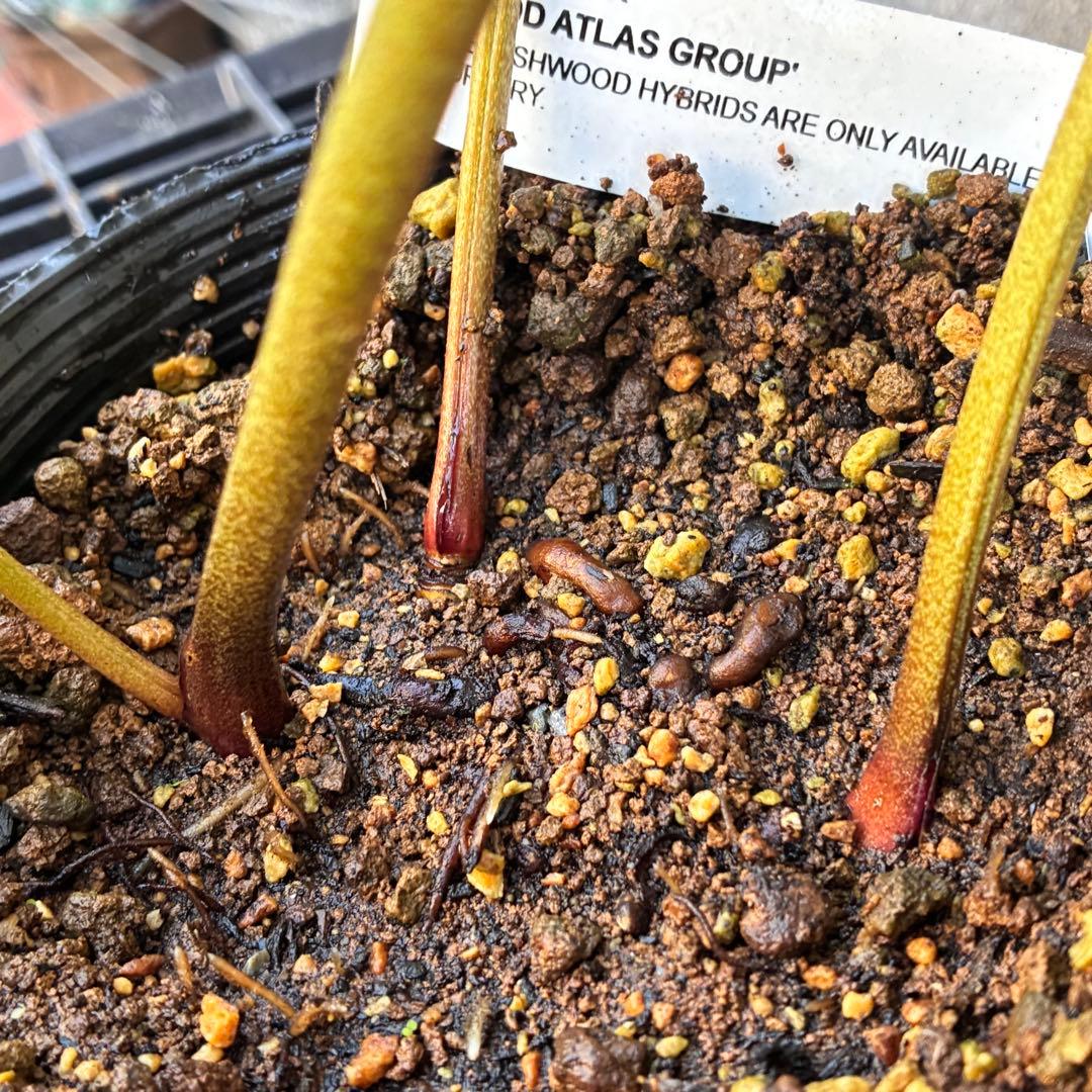 ✱*✱様 ❤️開花株❤️897Ash【ATLAS】超巨大充実❤️超大株❤️根パン