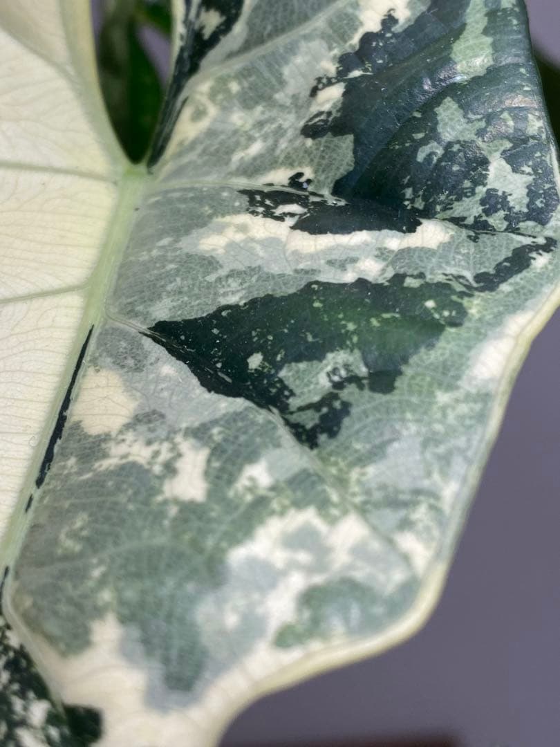 【超希少‼️美株✨】アロカシア　シンポ　アルボ　斑入り　白斑　レア　人気メルカリ便