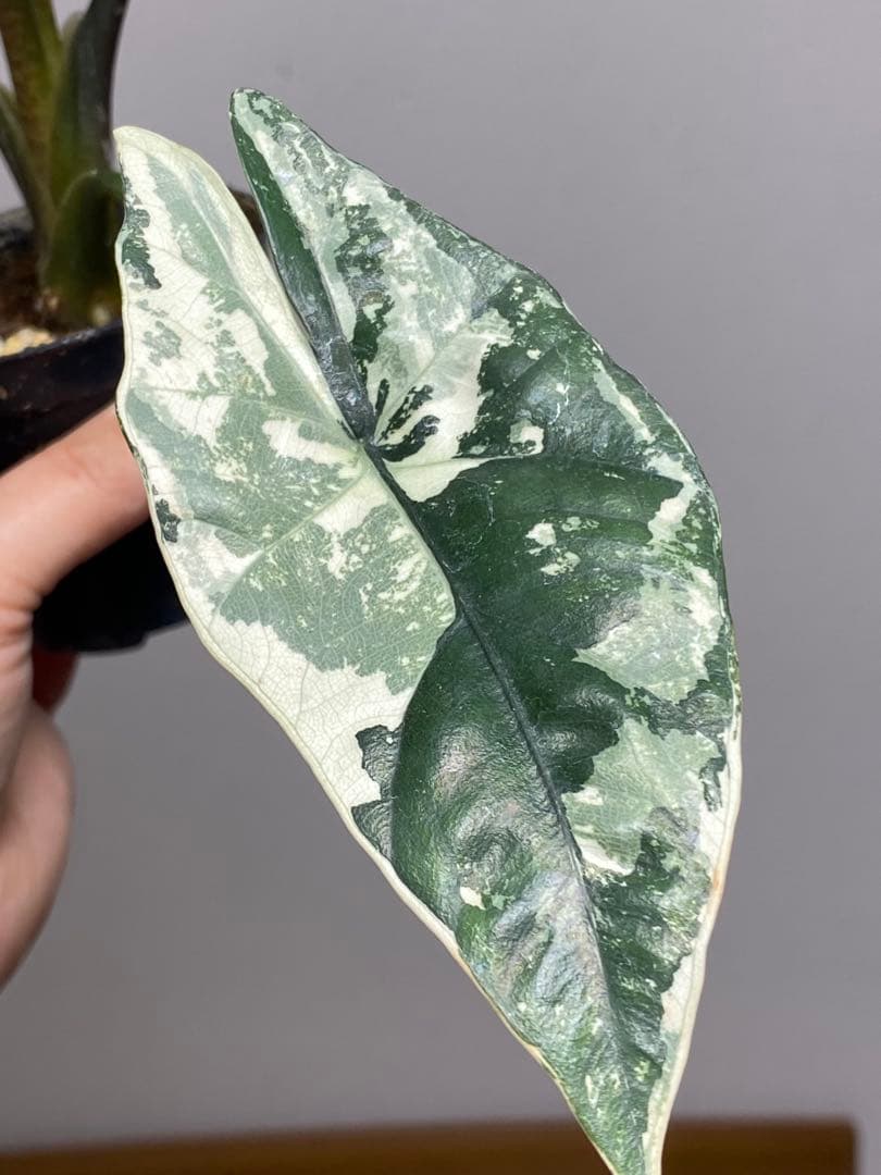 【超希少‼️美株✨】アロカシア　シンポ　アルボ　斑入り　白斑　レア　人気メルカリ便